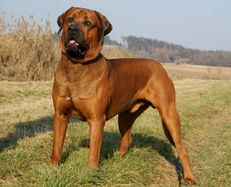 Боксер (немецкий боксер)