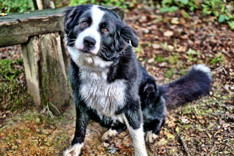 Bulgarian Shepherd Dog Breed
