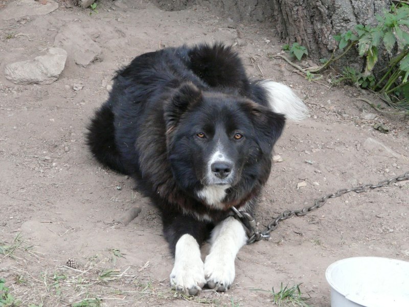The Karakachan Breed