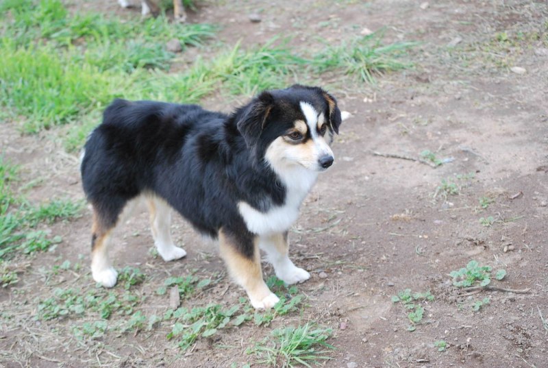 Miniature Australian Shepherds for sale in Oregon and Washington