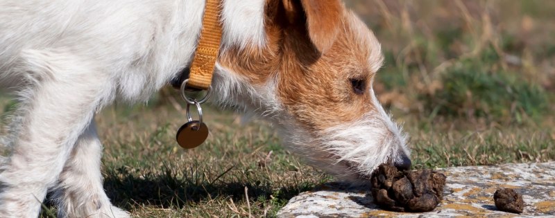 Раньше собаки жрали камни