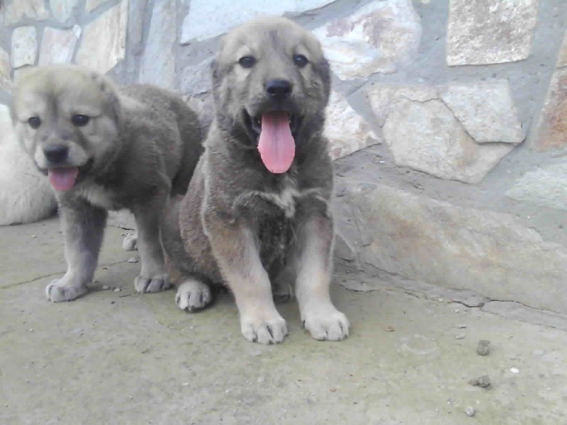 Алабай собака щенок 2 месяца