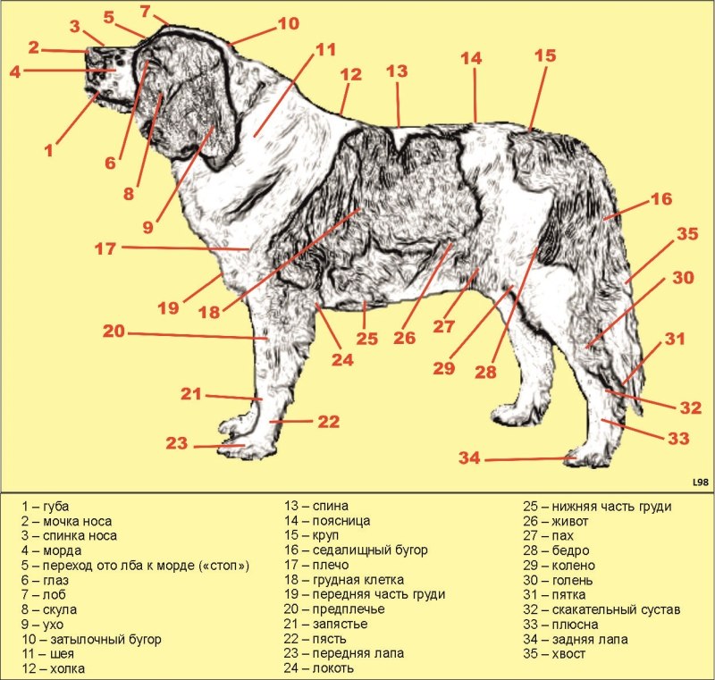 Части тела собаки схема