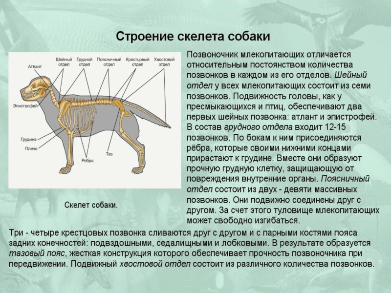 Скелет собаки биология 7 класс