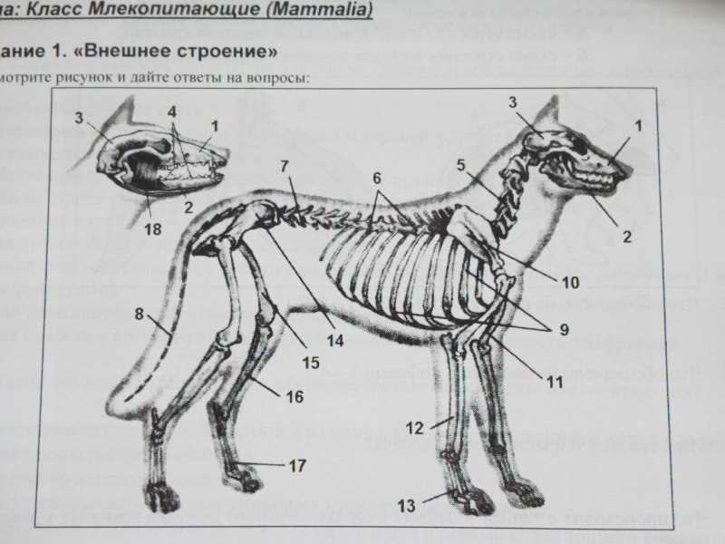Внешнее строение млекопитающих
