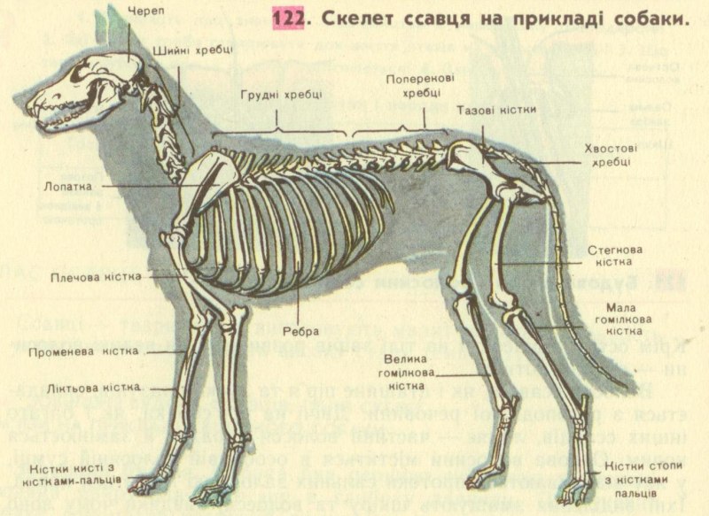 Скелет млекопитающего на примере собаки