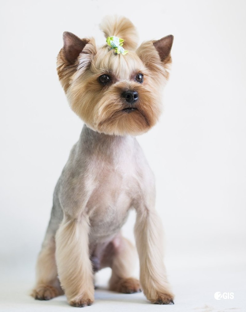 Выставка собак Westminster Kennel Club 2020