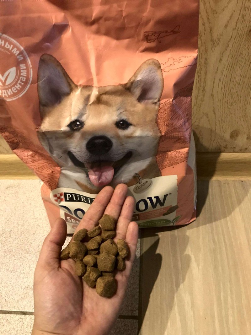 Happy Dog Montana