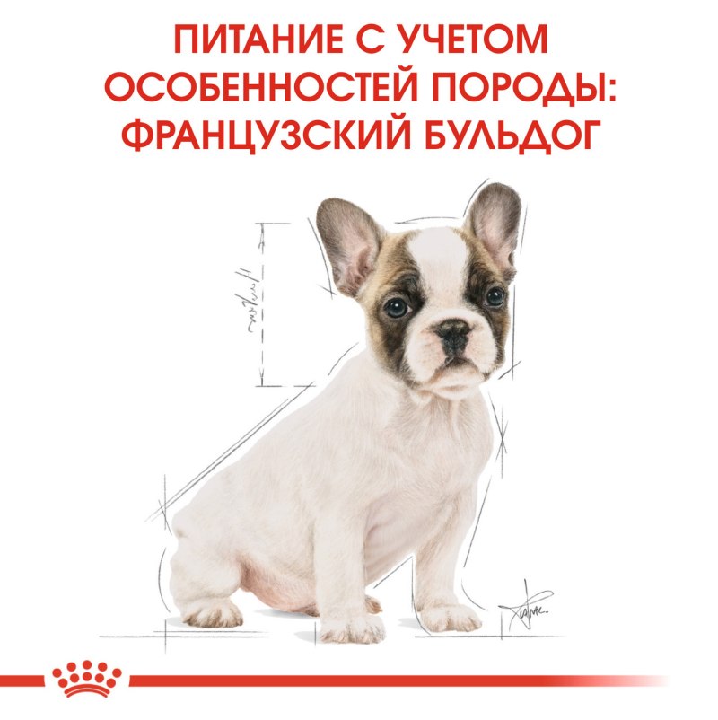 Норма корма для щенка французского бульдога 2 месяца