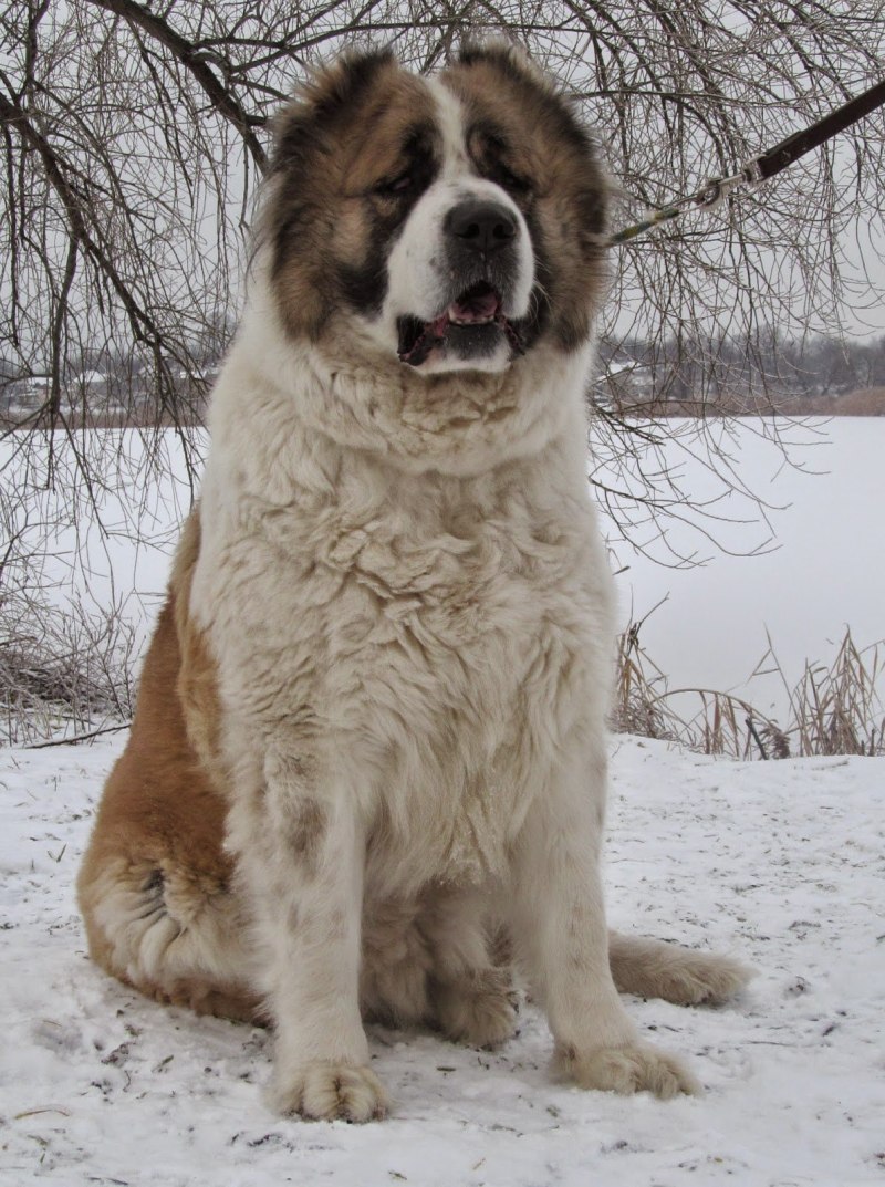 Кавказский алабай
