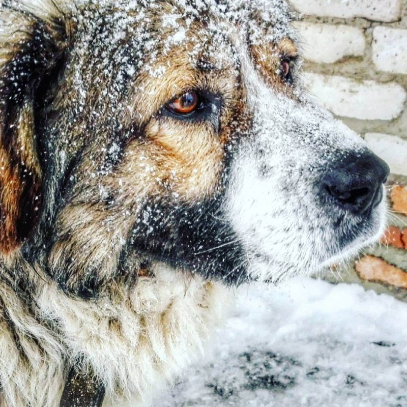 Овчарка алабай