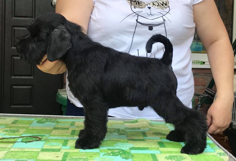 Мадагаскарский цверг