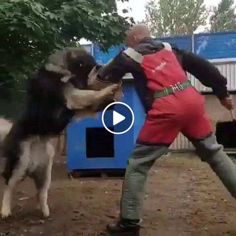 Кавказская овчарка ЗКС