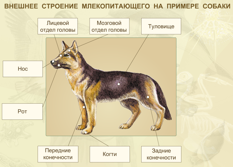 Ногти с собакой