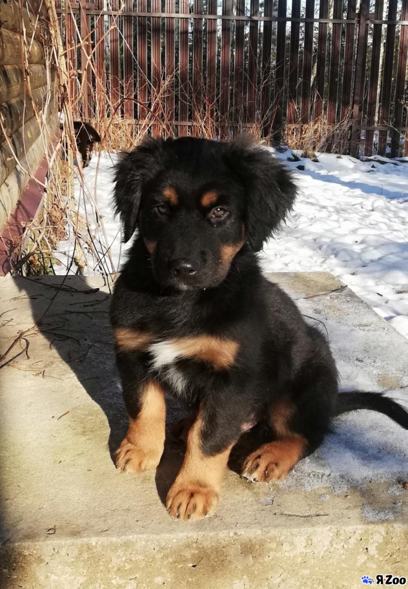 Монгольский сторожевой пес