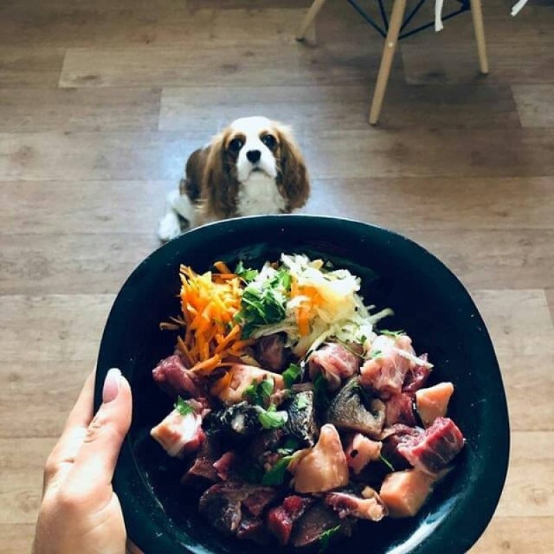 PETNOLOGY питание для собак