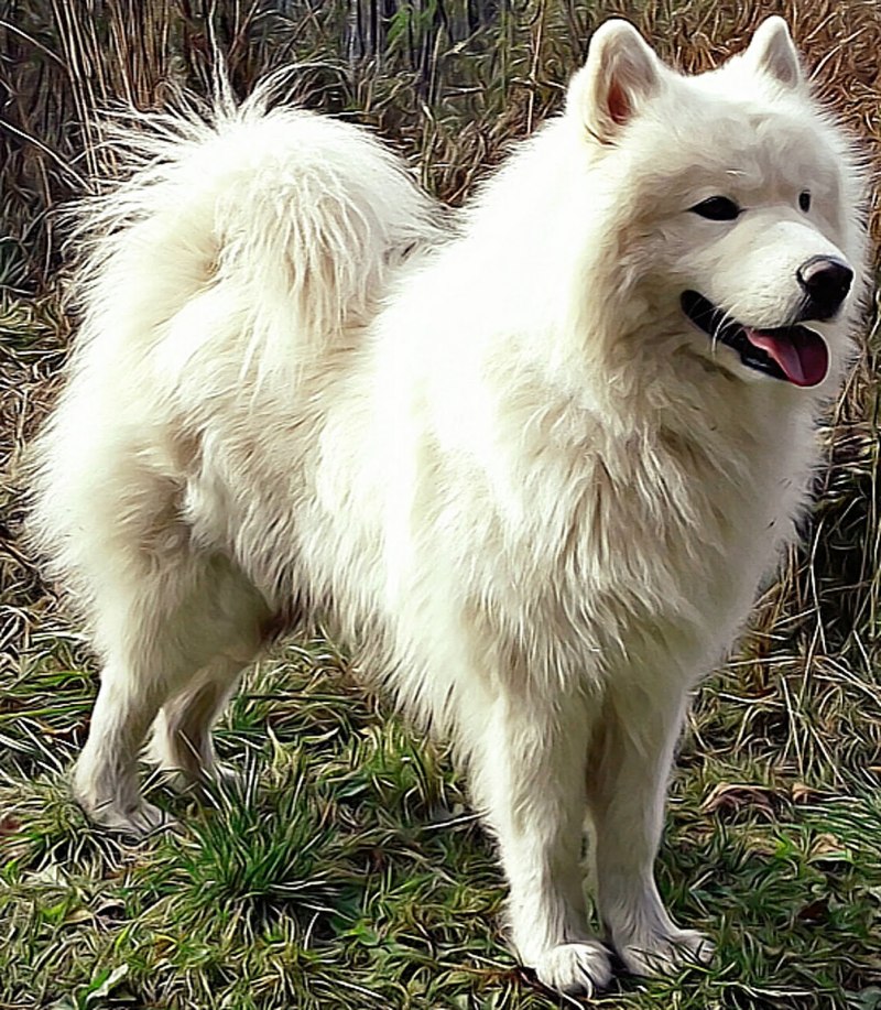 Эскимосская лайка белая