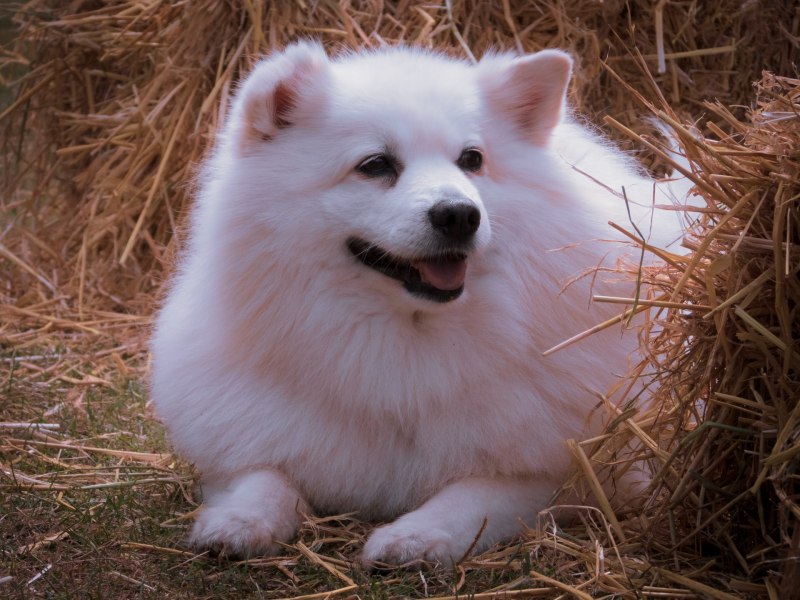 Американский эскимосский померанский шпиц
