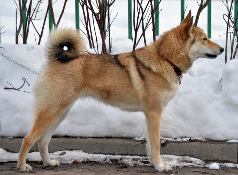 ЗСЛ лайка