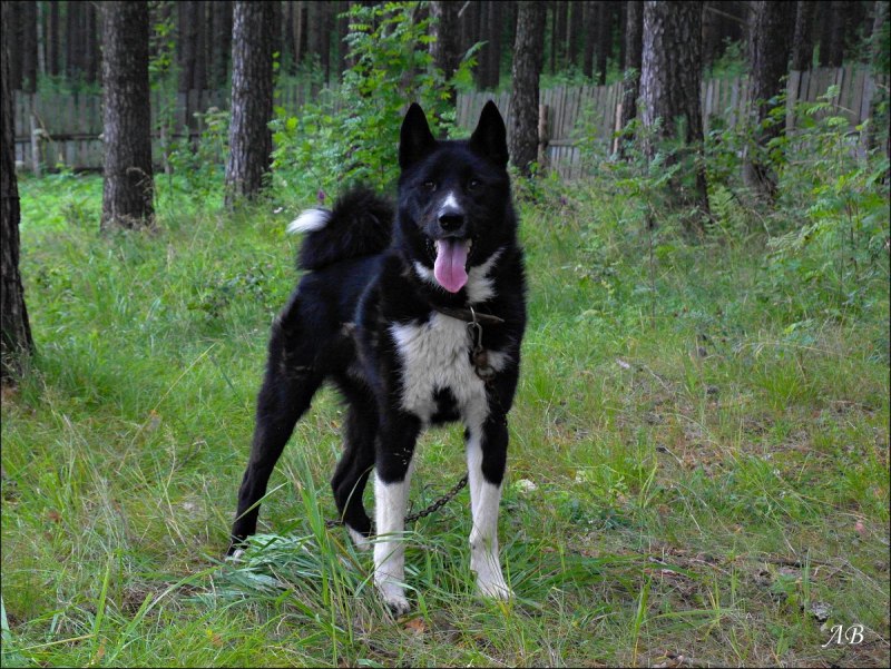 Рел лайка