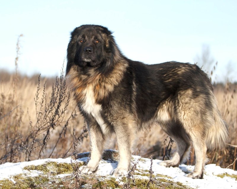 Овчарка Босерон