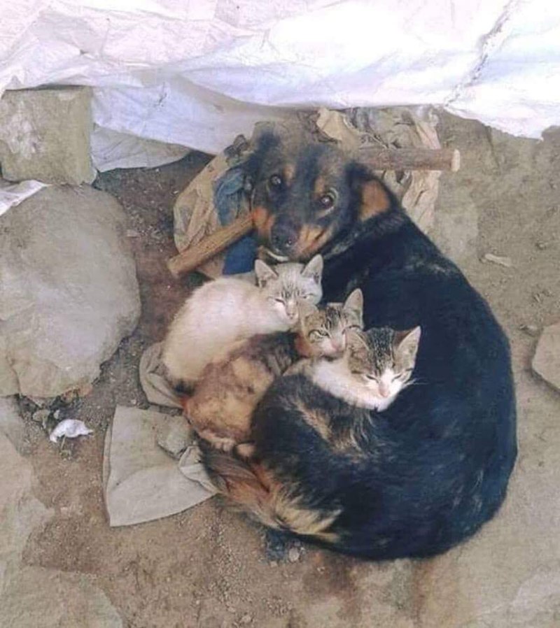Бездомные щенки и котята