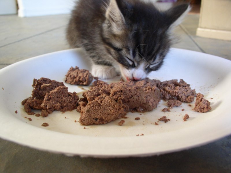 Котик который кормит куриц