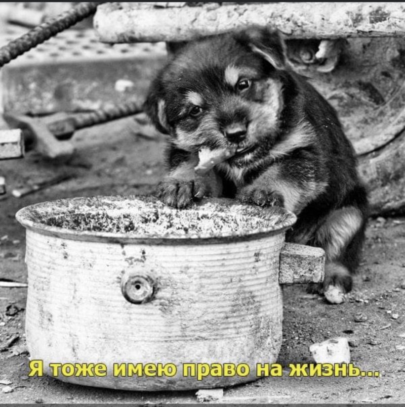 Покормите бездомных животных
