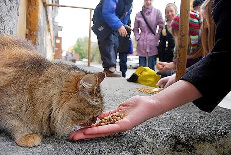 Кормление бездомных кошек
