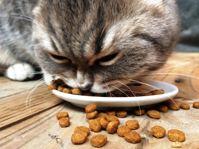 Накормить кота