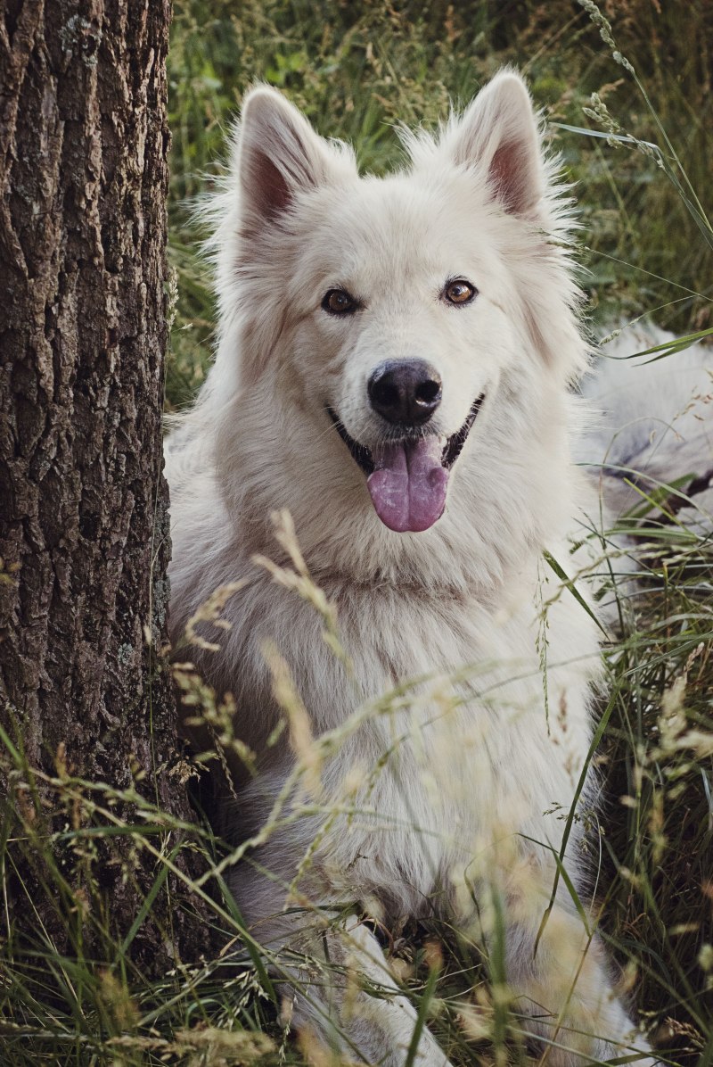 Утонаган (Utonagan)