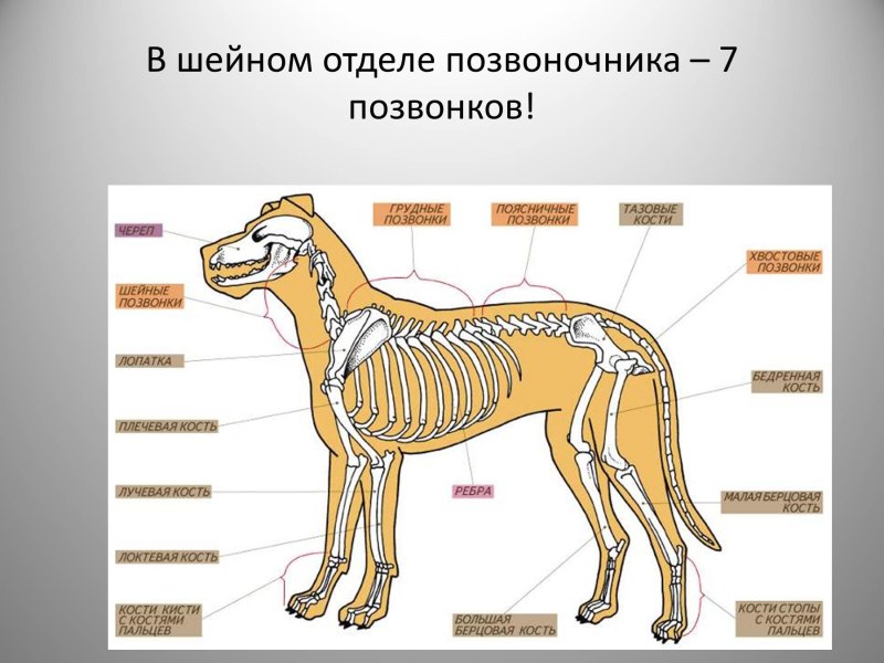 Опорно двигательная система млекопитающих 7 класс биология