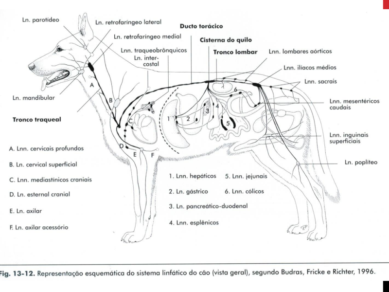 Карта кошек и собак. Анатомия собаки лимфатическая система. Лимфатическая система собаки расположение. Расположение лимфоузлов у собаки схема. Лимфатические узлы у собак анатомия.