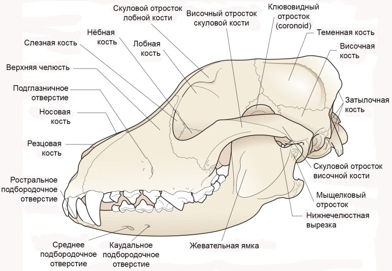 Строение костей черепа собаки