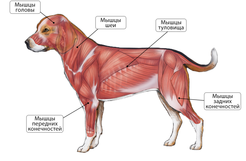 Мускулатура млекопитающих. Мускулатура система анатомия собаки. Мышцы туловища собаки анатомия. Строение мышц собаки анатомия. Скелетно-мышечная система собаки.
