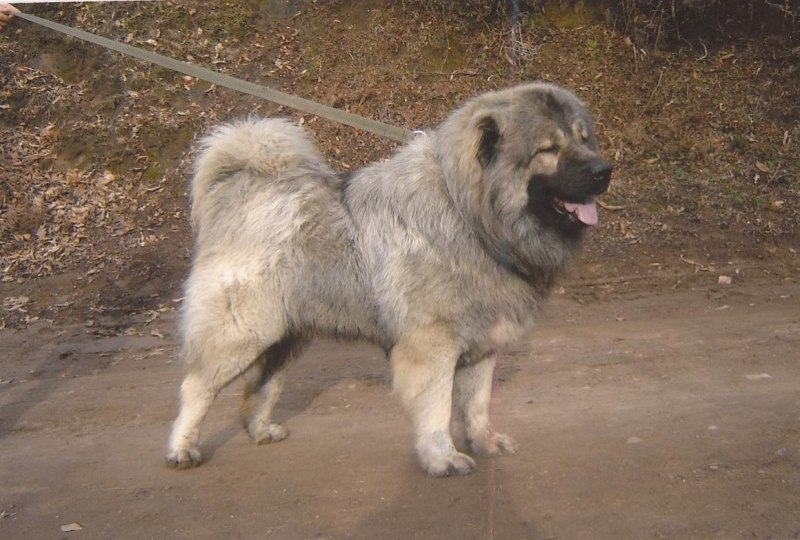 Кавказская овчарка серая