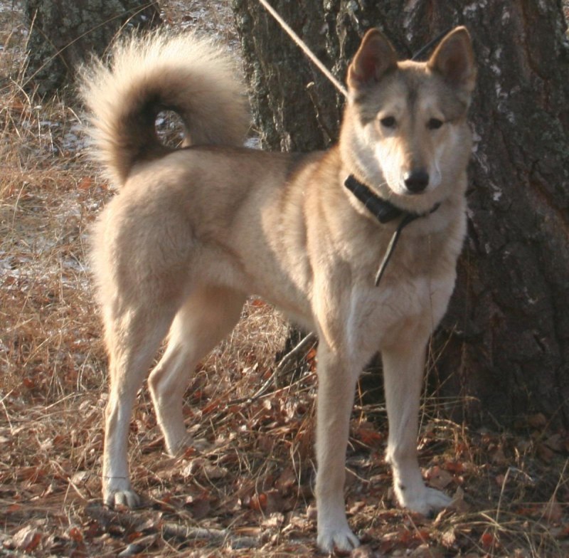 Лайки ЗСЛ рыжие