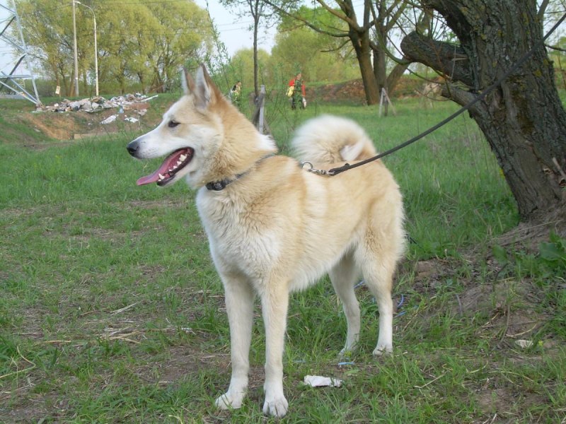 Лайки ЗСЛ рыжие
