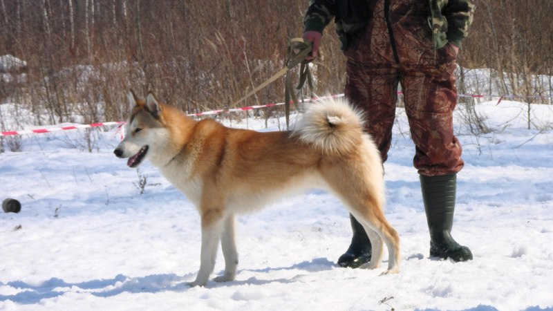 Запкадносибирская лайка
