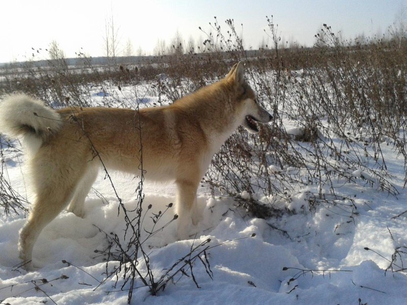 Западно Сибирская лайка рыжая