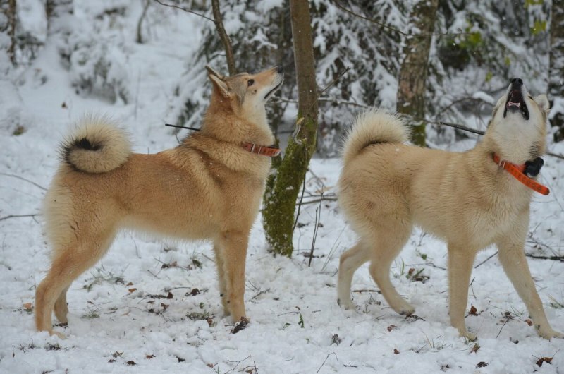 Западно Сибирская лайка
