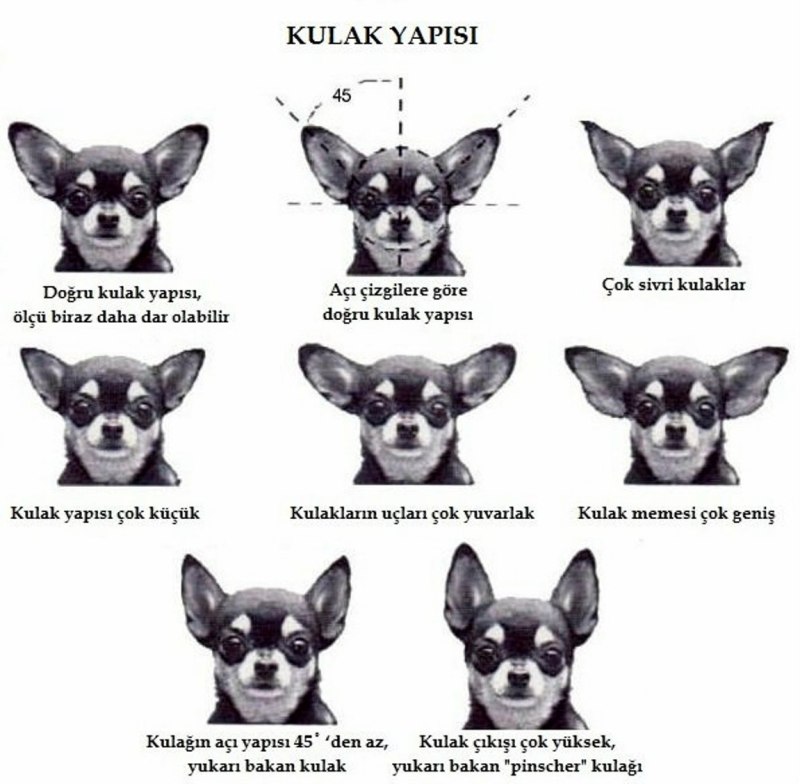Чихуахуа большие уши