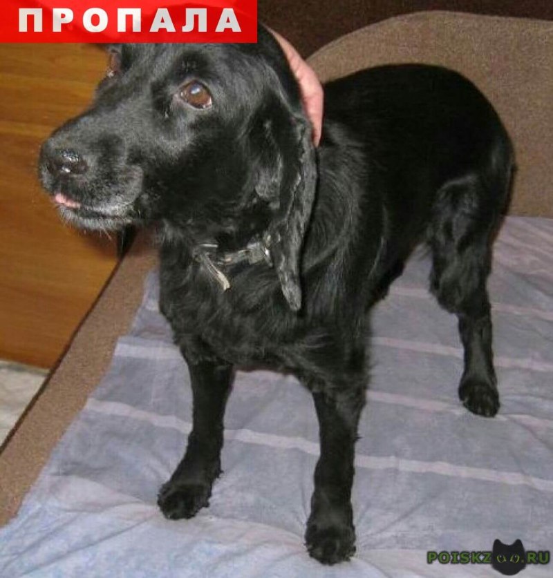 Щенки русского спаниеля метисы