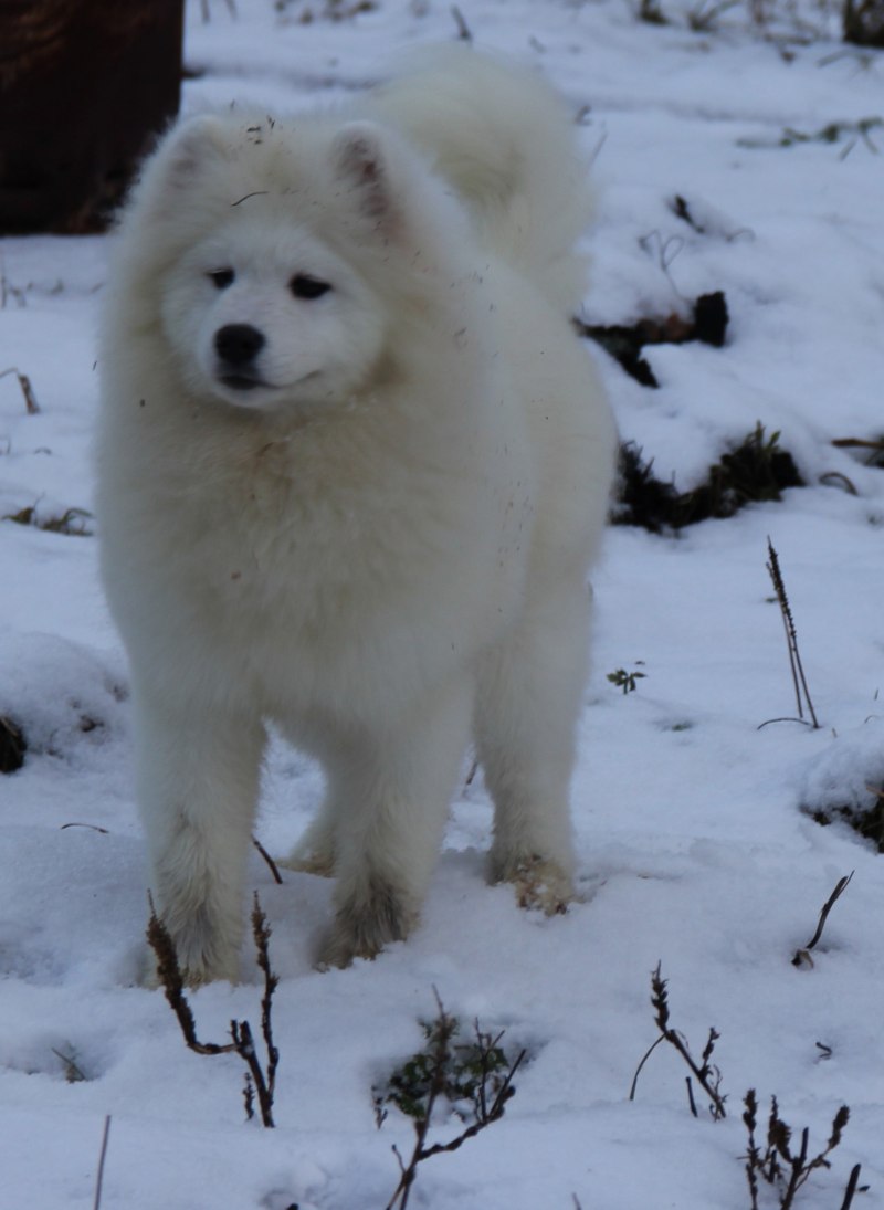 Волк Эдварда canis edwardii