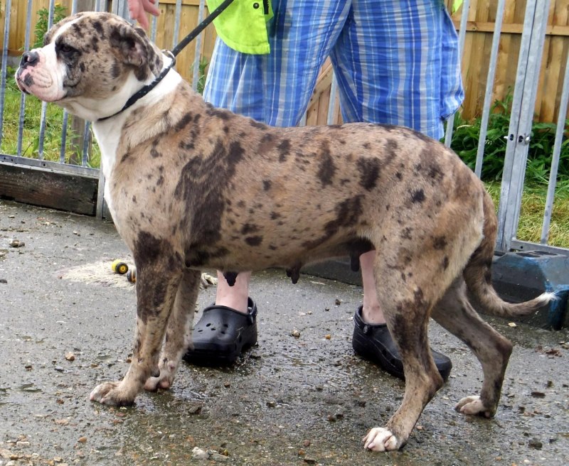 Alapaha Blue Blood Bulldog