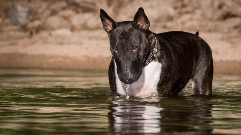 Бультерьер Black Brindle