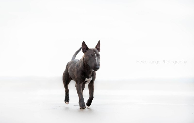 Mini Bullterrier White