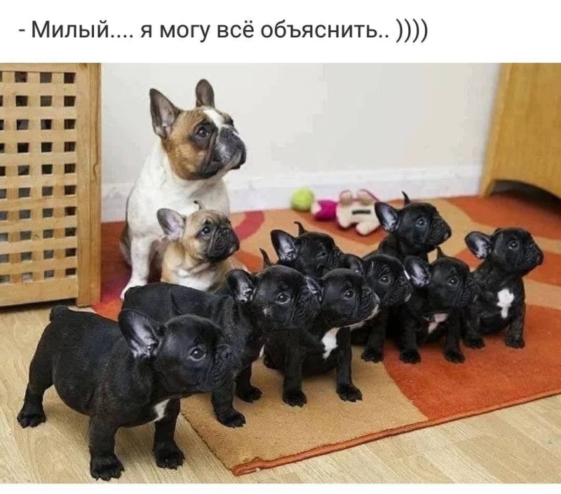 Французский бульдог