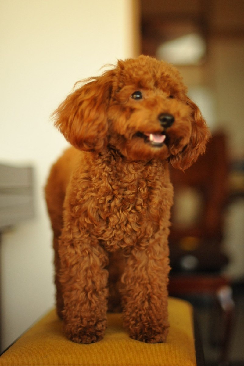 Toy Poodle собака