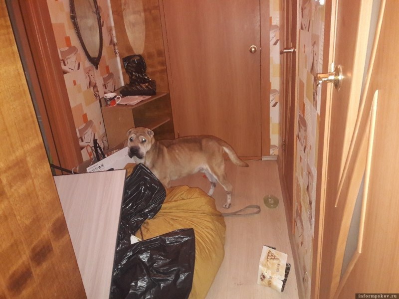 Пес в квартире